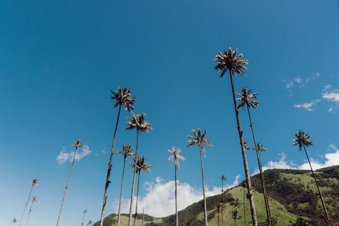 Valle de Cocora wax palms