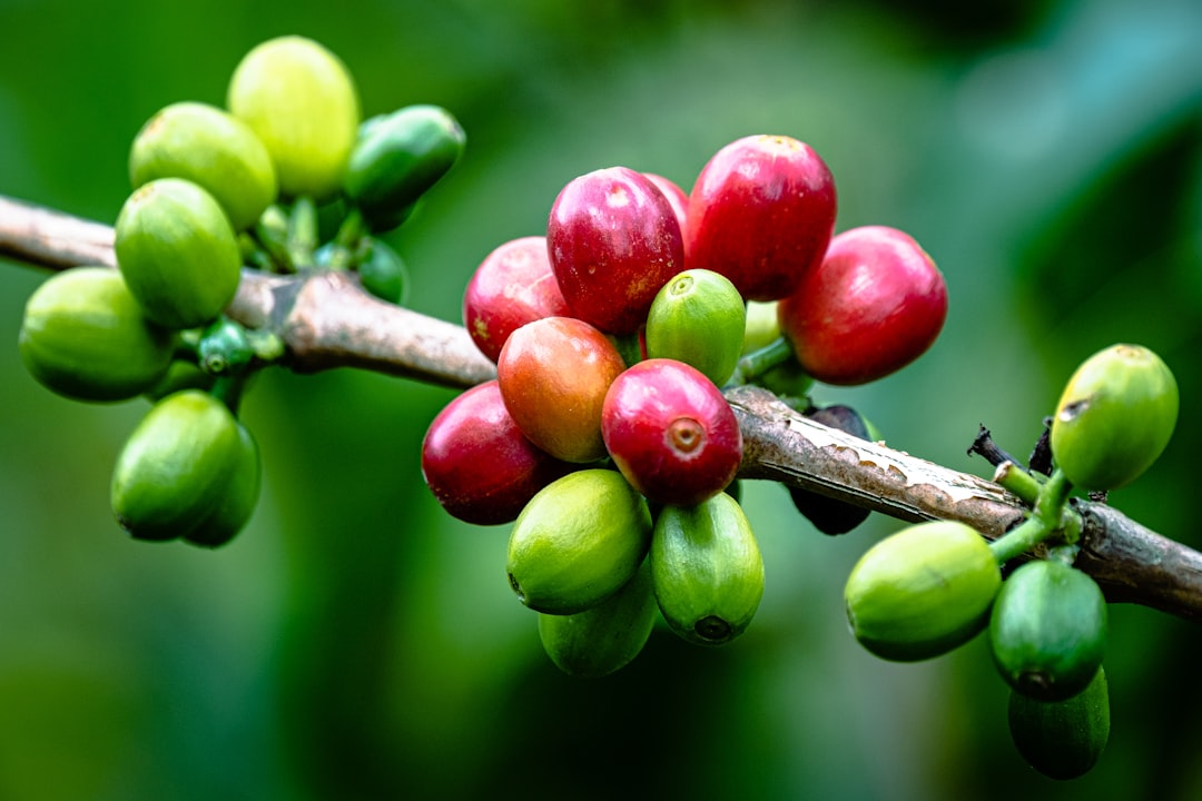 Coffee harvest