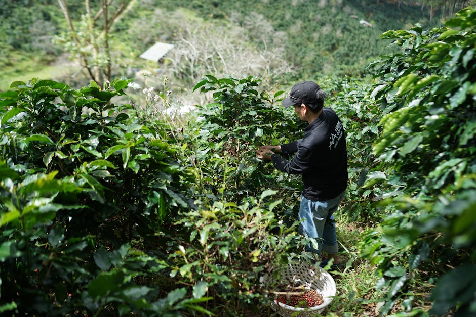 Colombian coffee plantation