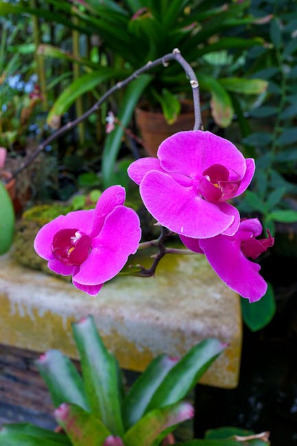 Pink orchid flowers