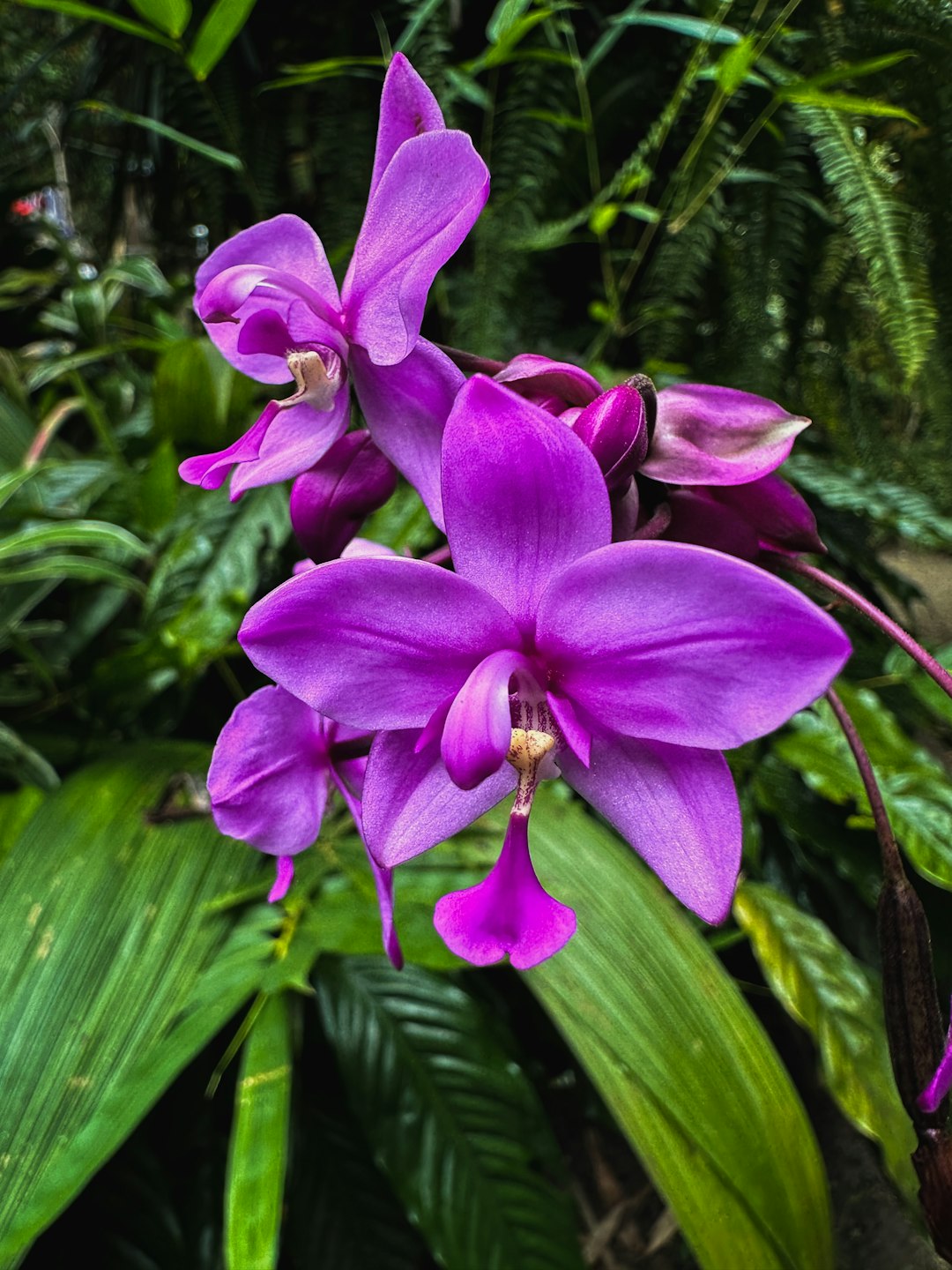 Purple orchid bloom