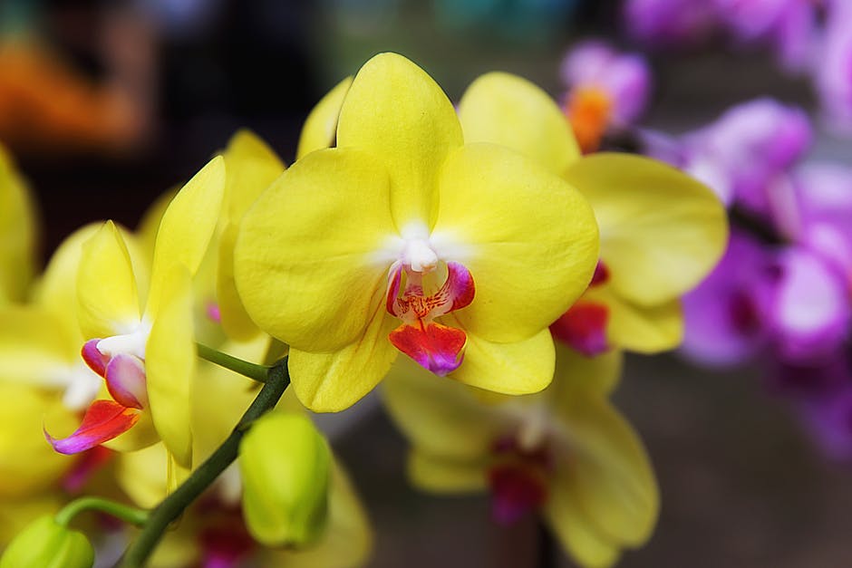 Yellow orchids